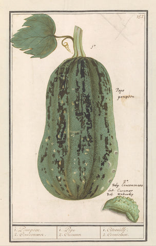 Pumpkin (Cucurbita pepo), Anselm Boëtius de Boodt, 1596 - 1610 Canvas Print