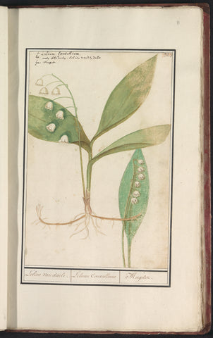 Lily-of-the-valley (Convallaria majalis), Anselm Boëtius de Boodt, 1596 - 1610 Canvas Print