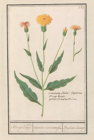 Small salsify (Scorzonera humilis), Anselm Boëtius de Boodt, 1596 - 1610 Canvas Print