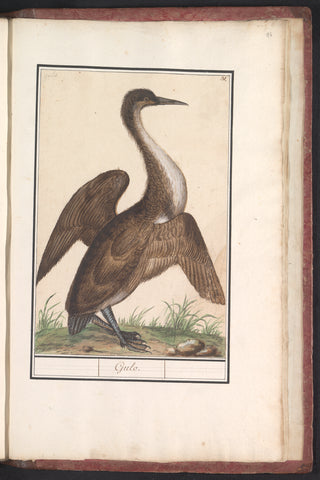 Snake-necked bird (Anhinga), Anselm Boëtius de Boodt, 1596- 1610 Canvas Print