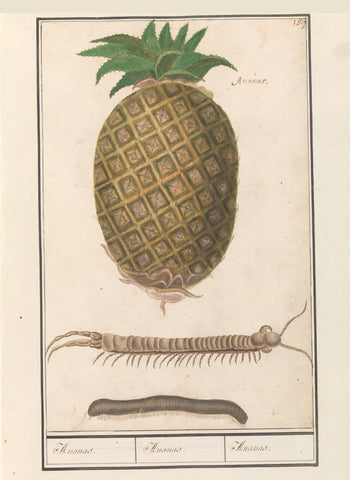 Pineapple (Pineapple comosus), Anselm Boëtius de Boodt, 1596 - 1610 Canvas Print