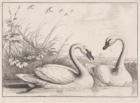 Two swans, Wenceslaus Hollar, 1654 - 1662 Canvas Print