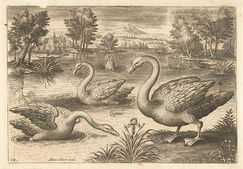 Three swans in a pond, Adriaen Collaert, 1598 - 1602 Canvas Print