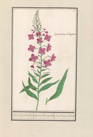 Fireweed (Chamerion angustifolium), Anselmus Boëtius de Boodt, 1596 - 1610 Canvas Print