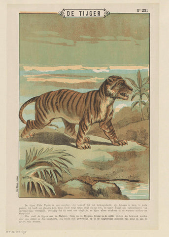 De tijger, Gordinne, 1894 - 1959 Canvas Print