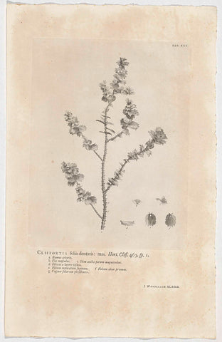 Cliffortia ilicifolia, Jan Wandelaar, 1738 Canvas Print