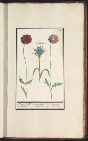 Purple morning star (Tragopogon porrifolius) and scabiosa, Anselm Boetius de Boodt, 1596 - 1610 Canvas Print