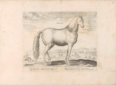 Stallion from Anatolia, anonymous, 1624 - before 1648 Canvas Print