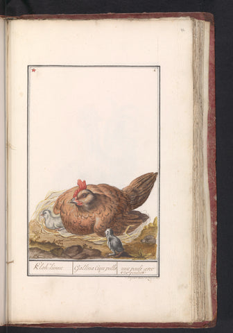 Chicken (Gallus gallus domesticus) with chicks, anonymous, 1790 - 1814 Canvas Print