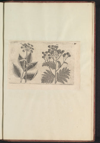 Seseli libanotis and tansy (Tanacetum vulgare), anonymous, 1640 Canvas Print