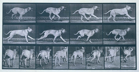 Rennende hond (Dread), Eadweard Muybridge, 1887 Canvas Print