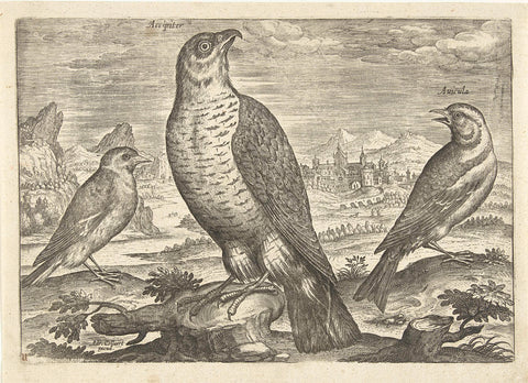 Three birds in a landscape, Adriaen Collaert, 1598 - 1602 Canvas Print