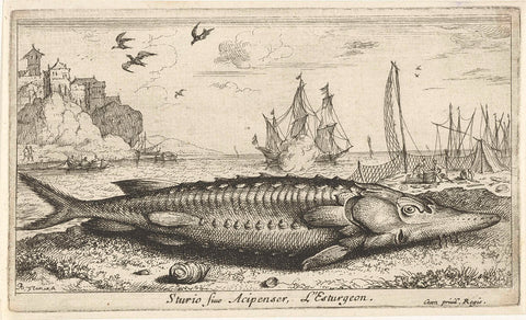 Sturgeon on the beach, Albert Flamen, 1664 Canvas Print