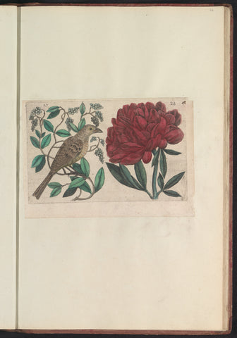 Peper (Piper nigrum)en pioenroos (Paeonia), anonymous, 1640 Canvas Print