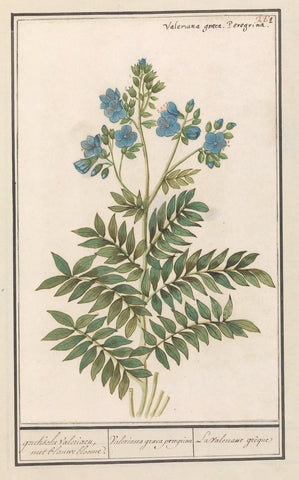 Jacob's Ladder (Polemonium caeruleum), Anselm Boëtius de Boodt, 1596 - 1610 Canvas Print