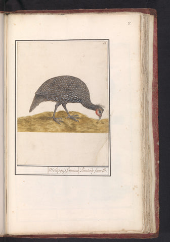 Helmeted Guineafowl, Anselm Boëtius de Boodt, 1596 - 1610 Canvas Print