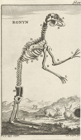 Skeleton of a rabbit, Jan Luyken, 1680 Canvas Print