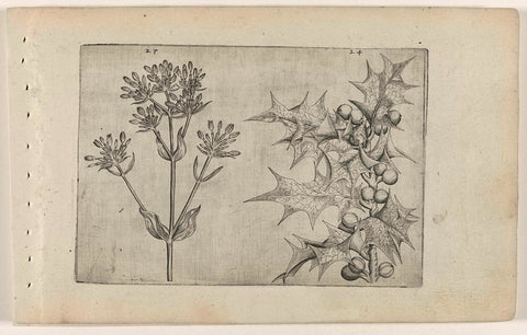 Millennial Herb(?) and Holly, Crispijn van de Passe (I) (attributed to), 1600 - 1604 Canvas Print