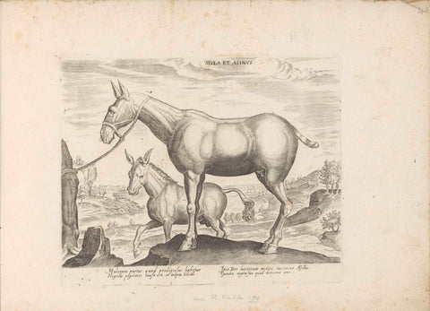 Mule and donkey, anonymous, 1624 - before 1648 Canvas Print