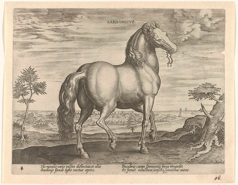 Horse from Sardinia, H. Collaert (attributed to), c. 1578 - c. 1582 Canvas Print