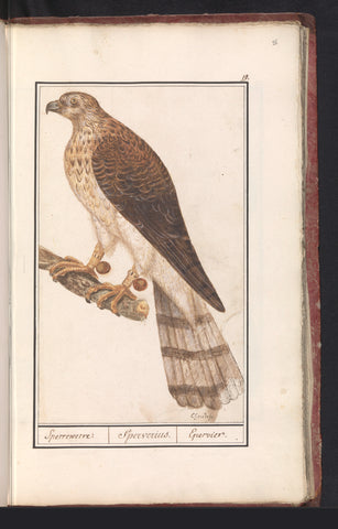 Northern Goshawk, Anselm Boëtius de Boodt, 1596 - 1610 Canvas Print