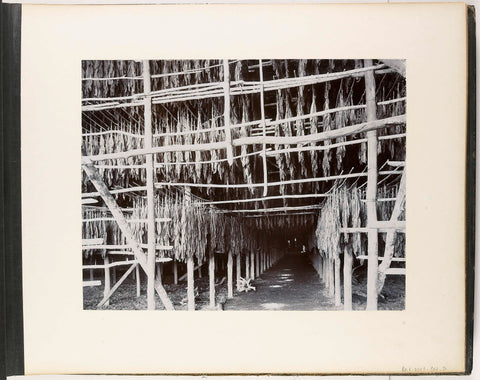 Tobacco in the drying barn, Medan Estate, Sumatra (Taback in der Trockenscheune Medan Estate), Carl J. Kleingrothe, c. 1885 - 1900 Canvas Print