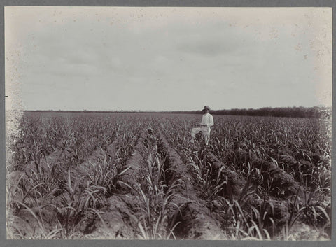 Supervisor in field, anonymous, c. 1900 - 1919 Canvas Print