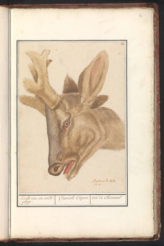 Head of a deer (Cervidae), Anselm Boëtius de Boodt, 1596 - 1610 Canvas Print