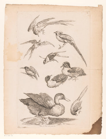 Nine Chinese birds, including ducks, a kingfisher and possibly birds of paradise, Gabriel Huquier, 1742 - 1750 Canvas Print