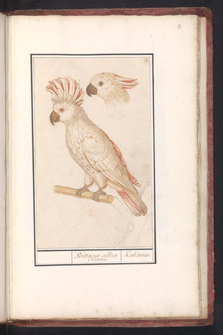 Salmon-crested cockatoo (Cacatua moluccensis), Anselm Boëtius de Boodt, 1596 - 1610 Canvas Print