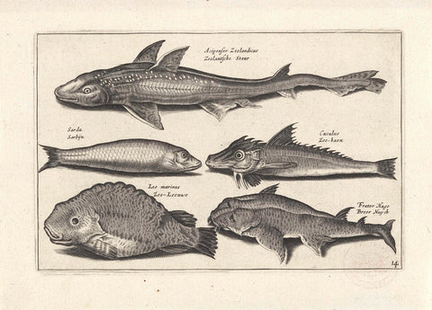 Five fish including a mane, anonymous, 1634 Canvas Print