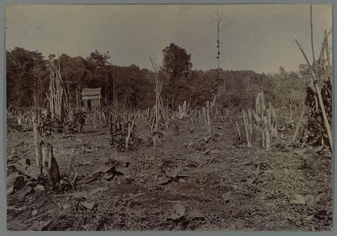 Land with felled trees at the Boer ni Poepandji, anonymous, 1903 - 1913 Canvas Print