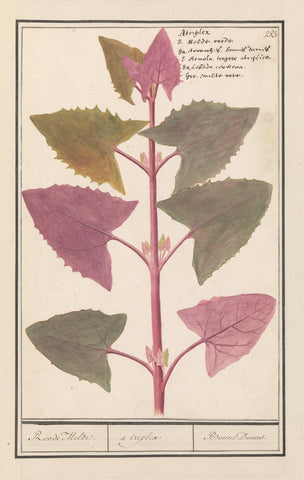 Tuinmelde (Atriplex hortensis), Anselmus Boëtius de Boodt, 1596 - 1610 Canvas Print