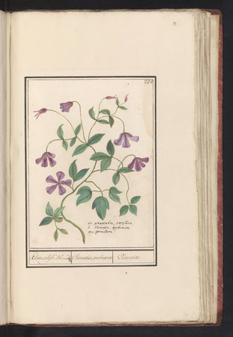 Clematis, Anselm Boëtius de Boodt, 1596 - 1610 Canvas Print