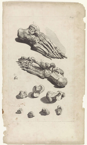 Anatomical study of the foot bones, Pieter van Gunst, 1685 Canvas Print