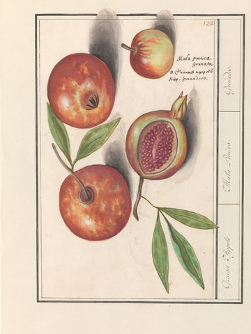 Pomegranate (Punica granatum), Anselmus Boëtius de Boodt, 1596 - 1610 Canvas Print