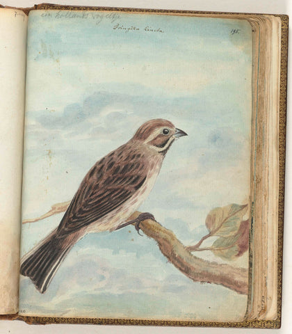 Dutch bird, Jan Brandes, 1770 - 1787 Canvas Print