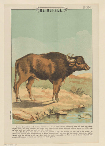 The buffalo, Gordinne, 1894 - 1959 Canvas Print