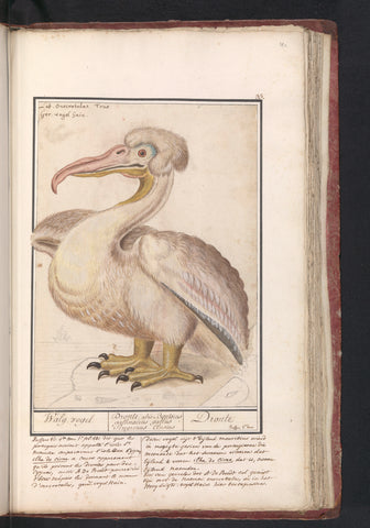 Kroeskoppelikaan (Pelecanus crispus), Anselm Boëtius de Boodt, 1596 - 1610 Canvas Print